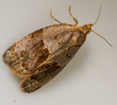 Clepsis dumicolana