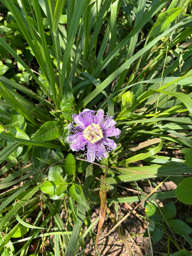 purple passionflower