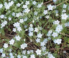Nemophila menziesii menziesii