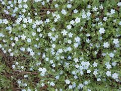 Nemophila menziesii menziesii