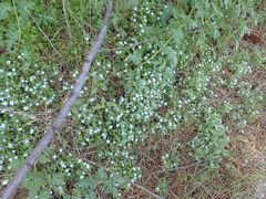 Nemophila menziesii menziesii