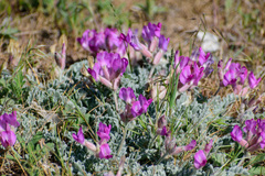 Astragalus utahensis