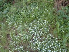 Nemophila menziesii menziesii