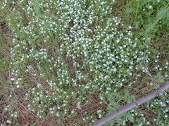 Nemophila menziesii menziesii