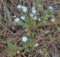 Nemophila menziesii menziesii
