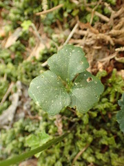 Cardamine trifolia