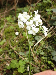 Cardamine trifolia
