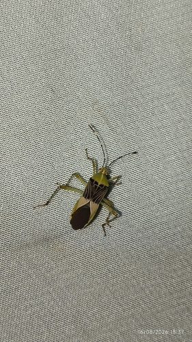 Hypselonotus fulvus
