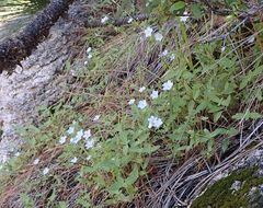 Nemophila menziesii menziesii