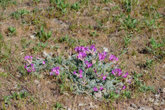 Astragalus utahensis