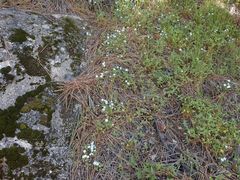Nemophila menziesii menziesii