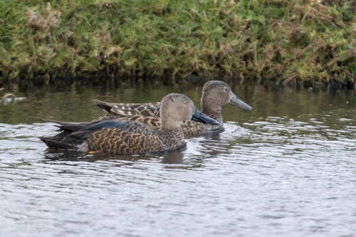 iNaturalist image