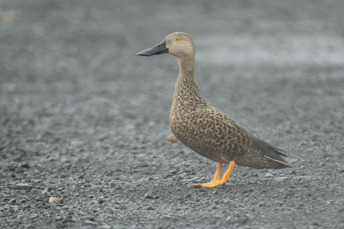 iNaturalist image
