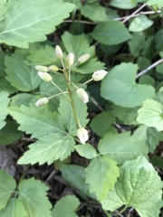 Cardamine diphylla