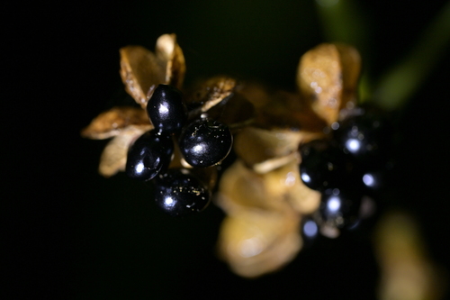 Melicope ternata, photograph 6