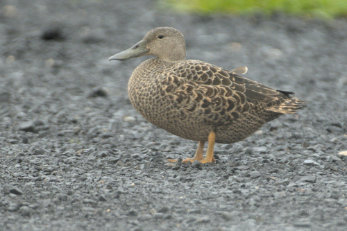 iNaturalist image