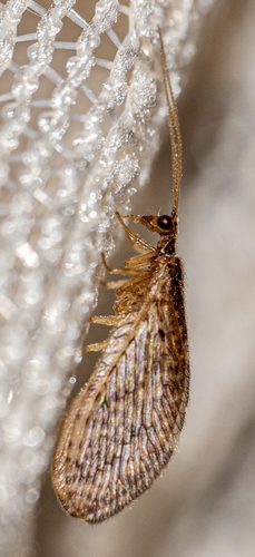 Micromus timidus observed 2026-08-17