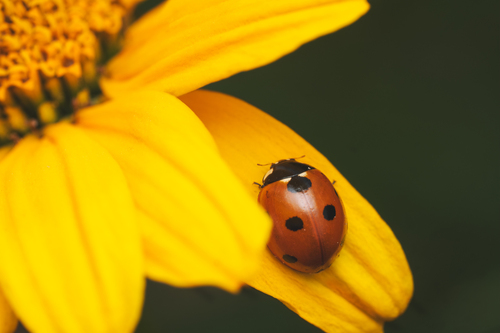 5-spotted Lady Beetle