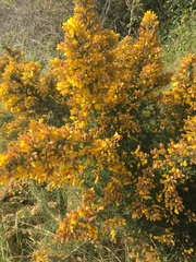 Genista tinctoria