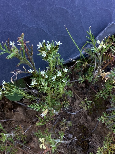 Pygmy Daisy