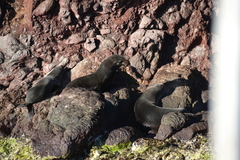 Arctocephalus townsendi