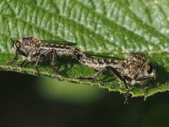 Dysmachus