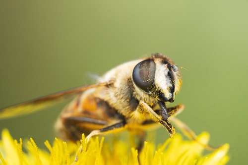 Common Drone Fly
