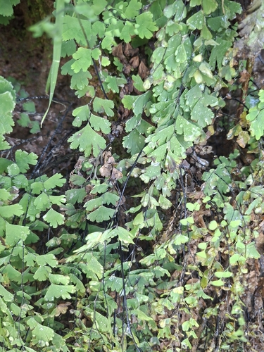 black maidenhair fern