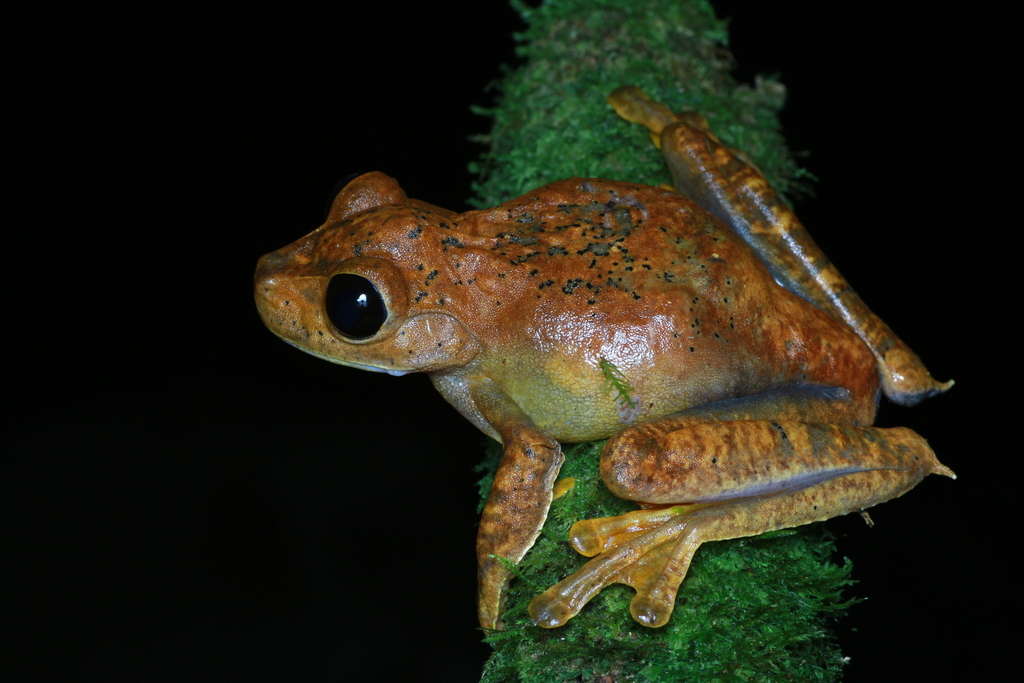 Spurred Big-eyed Treefrog (Nyctimystes pulcher)