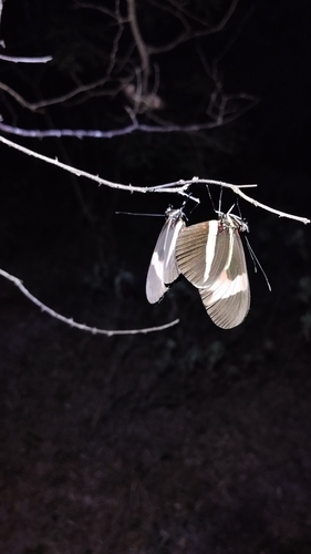 Heliconius erato phyllis
