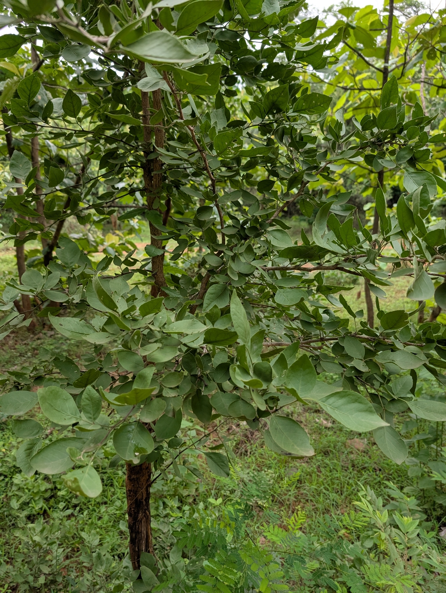 Imagem de Aegle marmelos