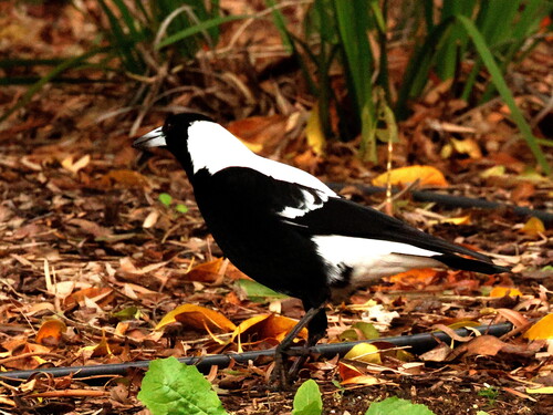 Australian Magpie