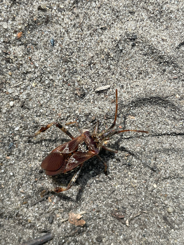 Western Conifer Seed Bug