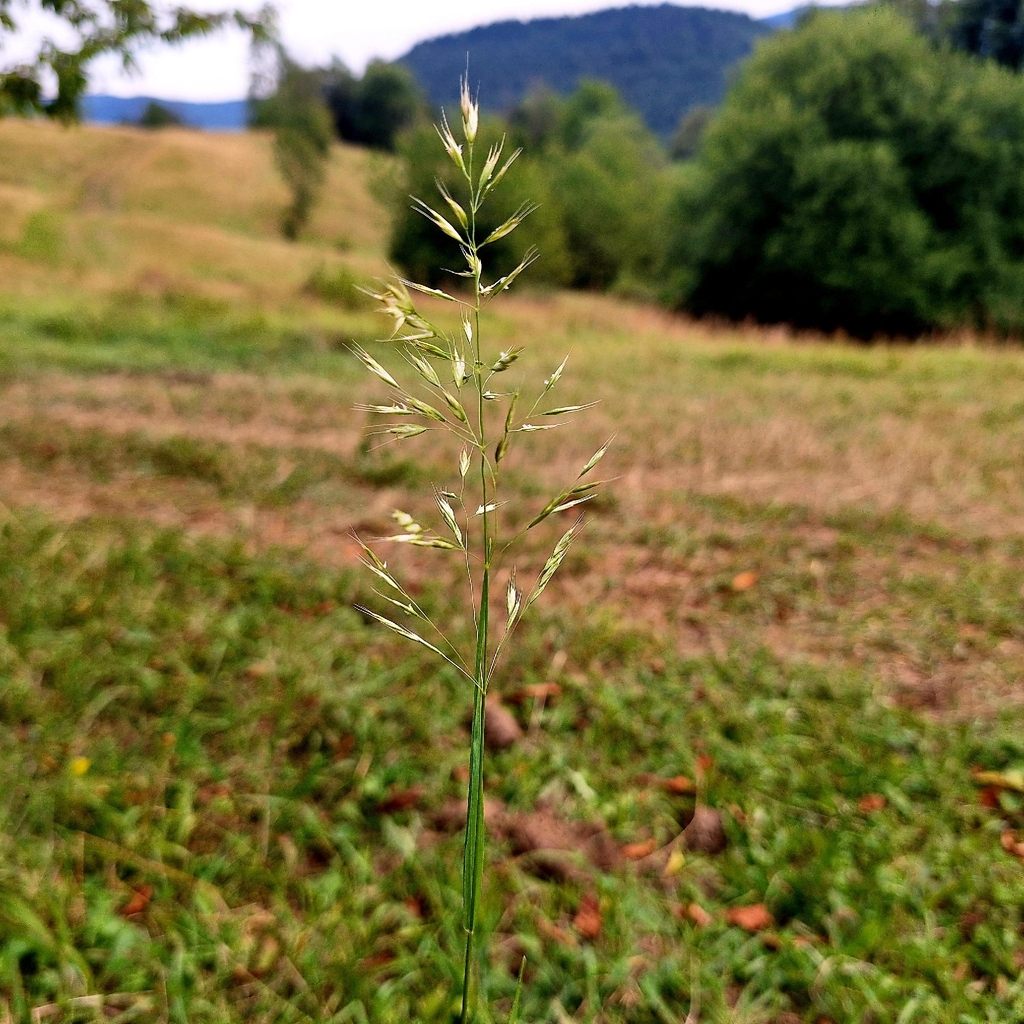 Trisetum flavescens; photograph author not stated, no rights reserved