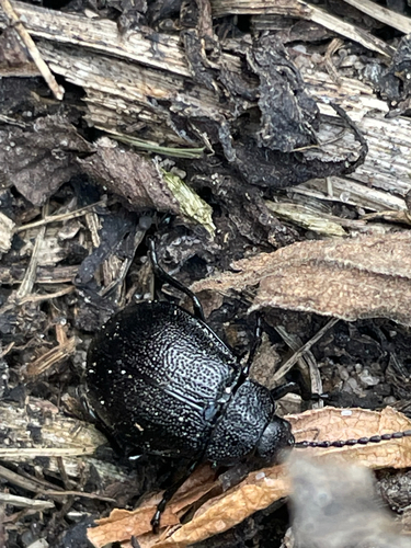 black-punctured leaf beetle