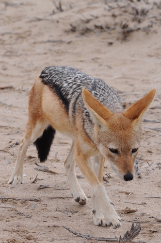 Southern Black-backed Jackal