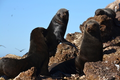 Arctocephalus townsendi