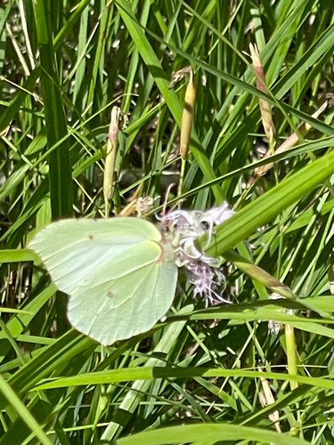 Common Brimstone