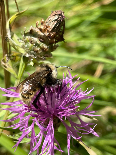 Field Cuckoo Bumble bee