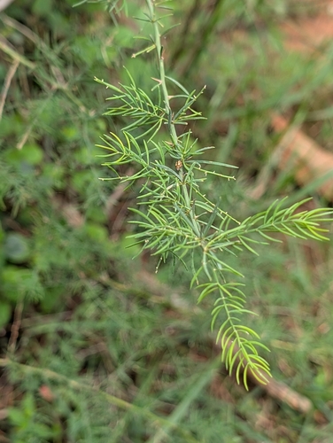 Asparagus racemosus, photograph 1
