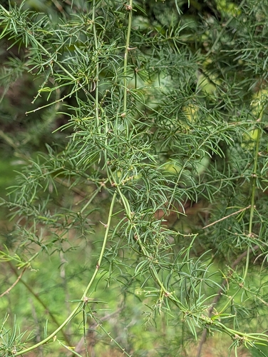 Asparagus racemosus, photograph 2