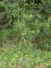 Asparagus racemosus, photograph (c) Ravuri Krishna Chaitanya, some rights reserved (CC BY)