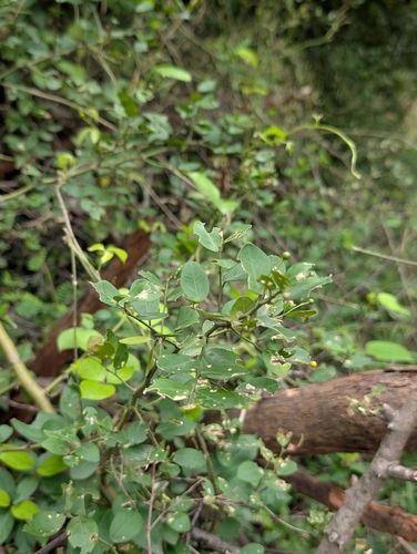 Capparis sepiaria, photograph 2