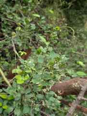 Capparis sepiaria, photograph (c) Ravuri Krishna Chaitanya, some rights reserved (CC BY)