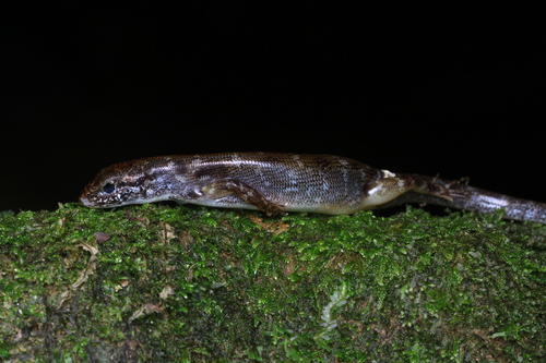 Sphenomorphus simus observed 2026-08-16