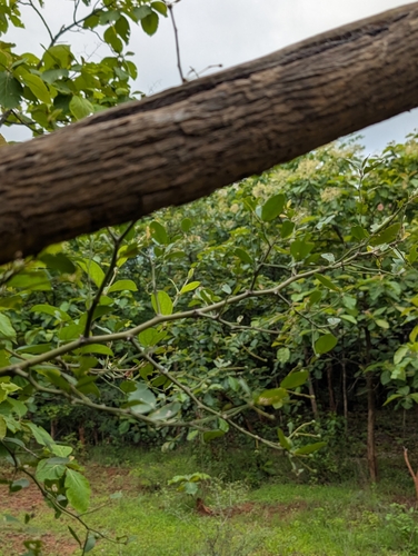 Capparis sepiaria, photograph 3
