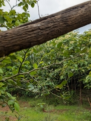 Capparis sepiaria, photograph (c) Ravuri Krishna Chaitanya, some rights reserved (CC BY)