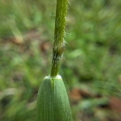 author not stated, no rights reserved Trisetum flavescens, photograph author not stated, no rights reserved