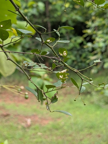 Capparis sepiaria, photograph 4