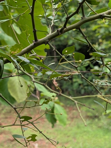 Capparis sepiaria, photograph 5